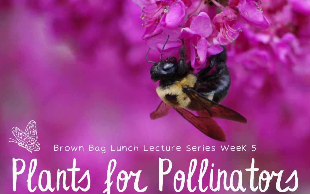 Plants for Pollinators | Brown Bag Lunch Series