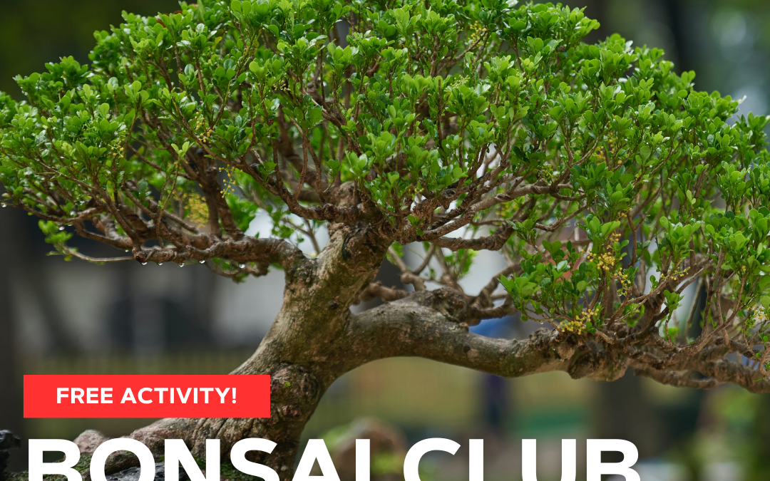 Bonsai Club Meeting