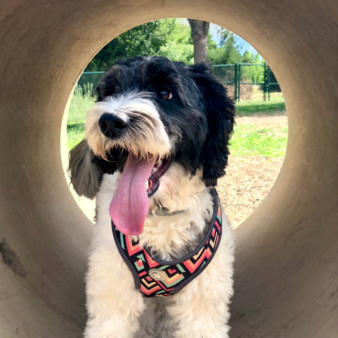 Dog sitting in tunnel at dog park