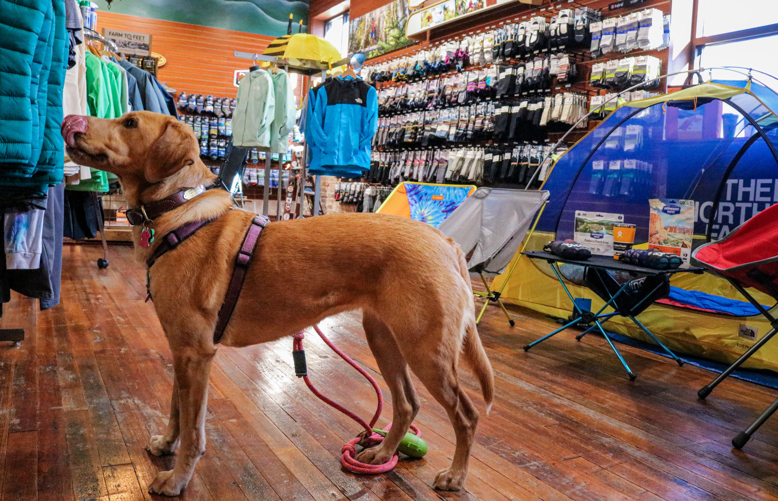 Dog in outdoor retail store