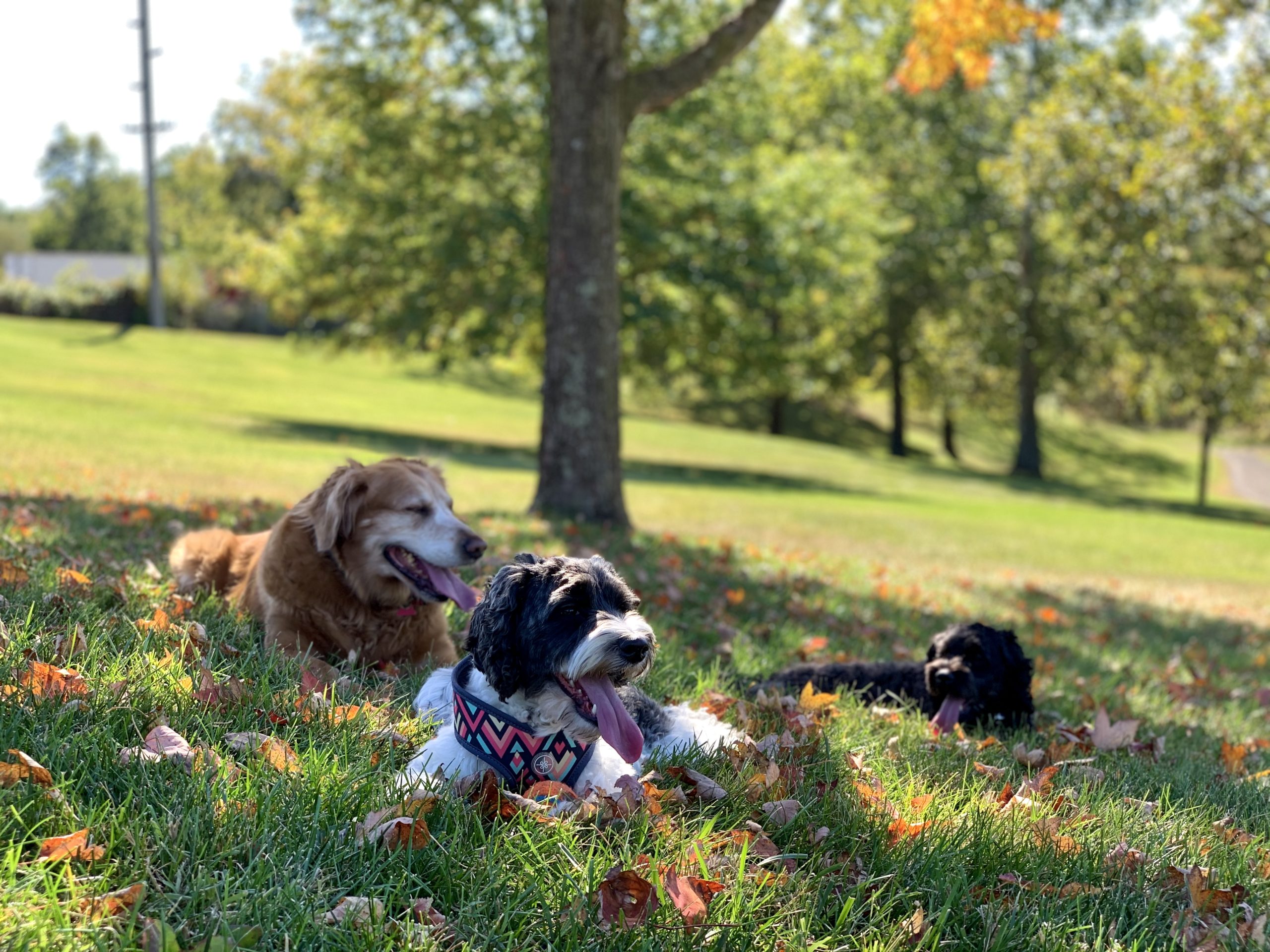 Three dogs laying in the grass
