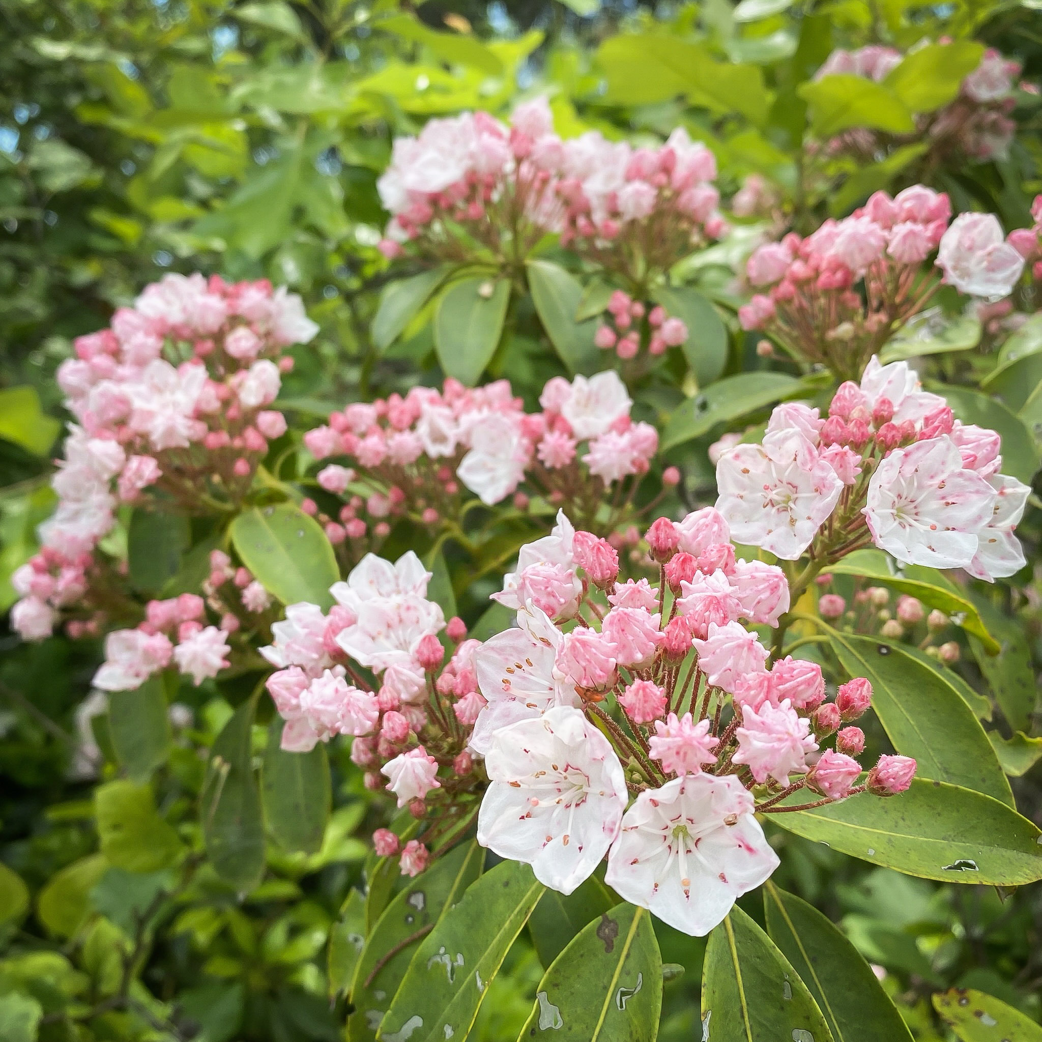 1-Kaylor-Knob-Kelli-1