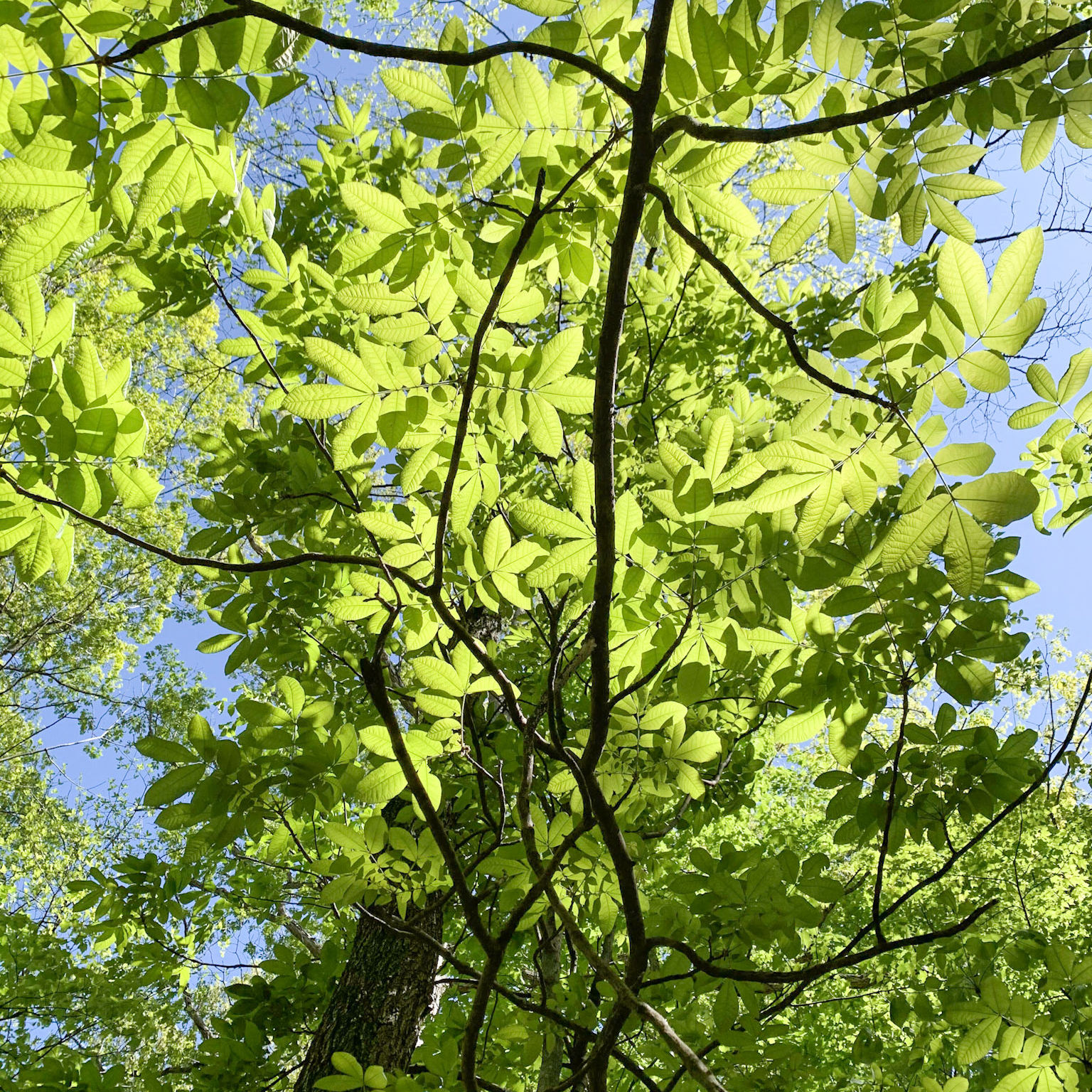 1-Paul-State-Forest-4_square Leaves of tree