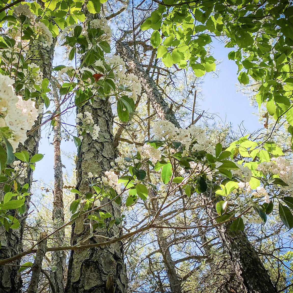 2-Kaylor-Knob-Kelli-2_square