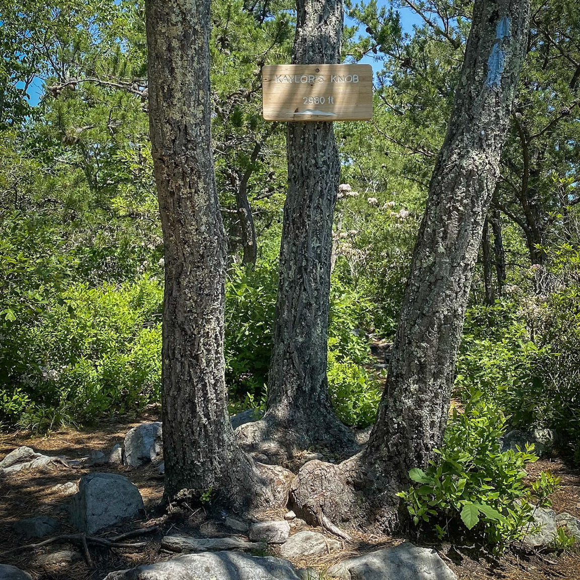 3-Kaylor-Knob-Kelli-4_square