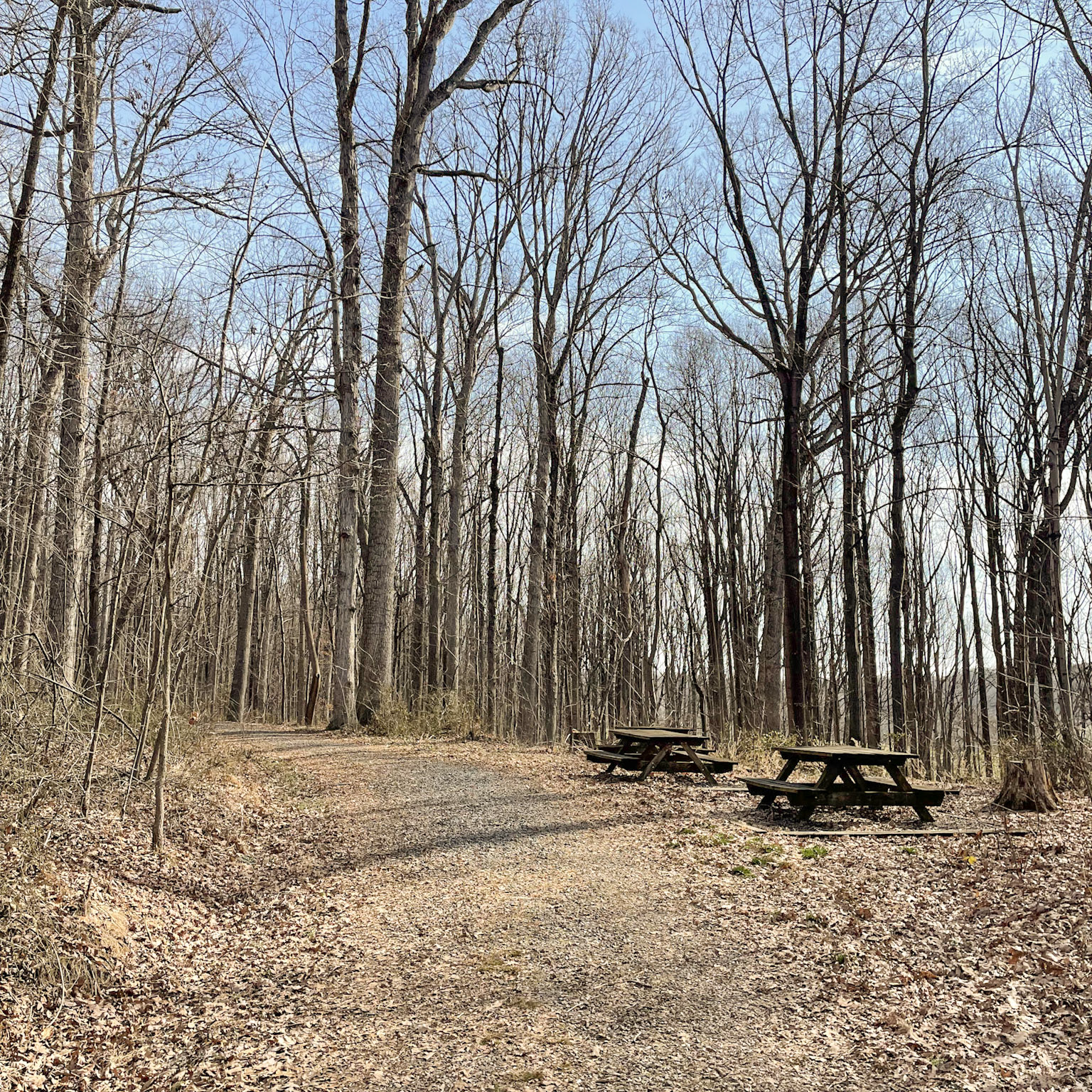 4-Paul-State-Forest-14_Square picnic tables on the side of woods trail