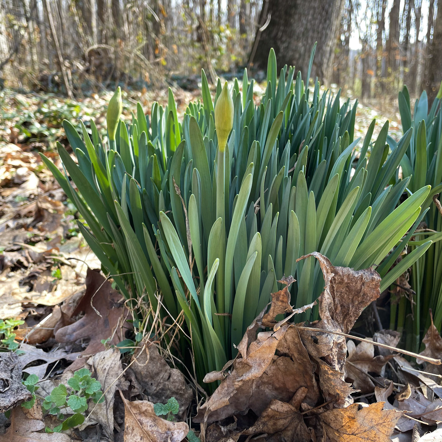 5-Paul-State-Forest-20_Square plant on trail