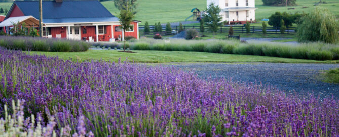 Lavendar farm
