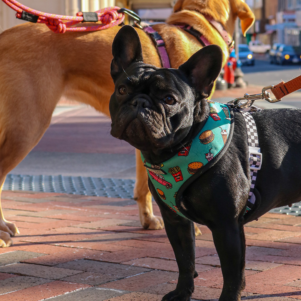 Dog Downtown Dog wearing harness