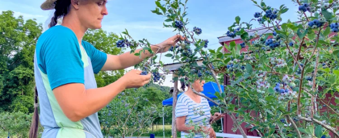 A woman and child picking blueberries from a bush