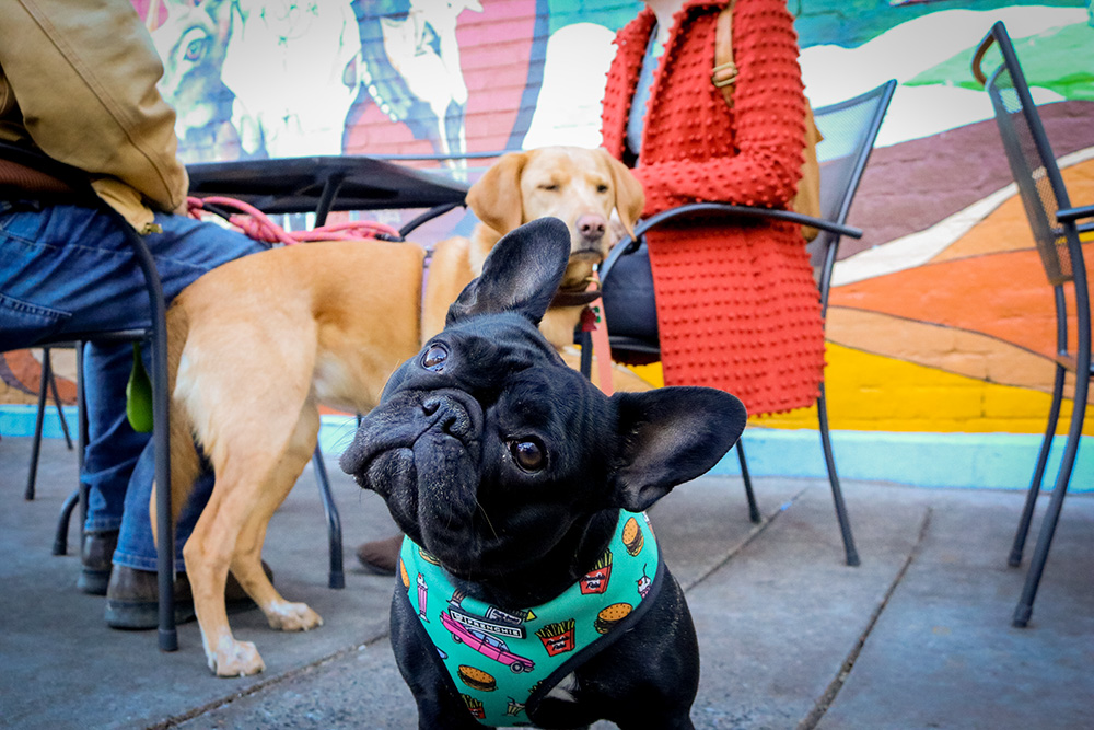 Black dog head tilting at the camera