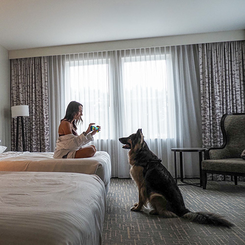 Woman holding a dog toy in front of her German Shepard in a dog friendly hotel