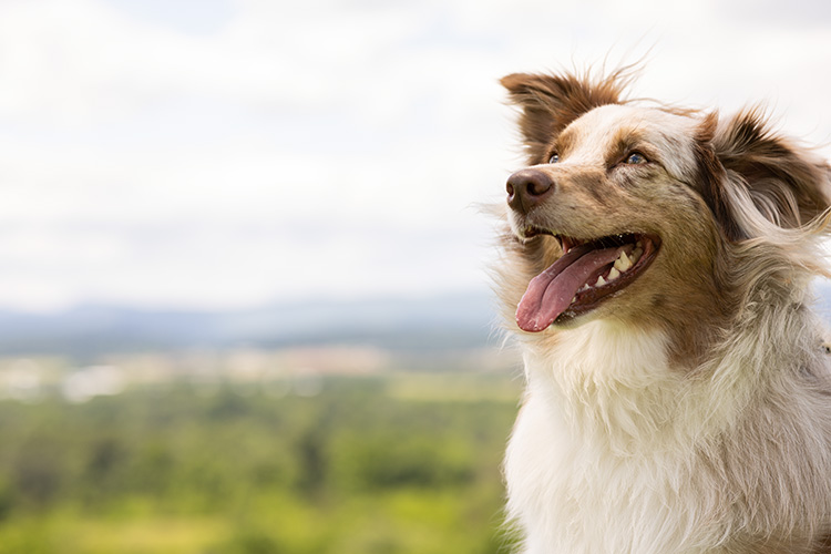 Smiling and happy dog