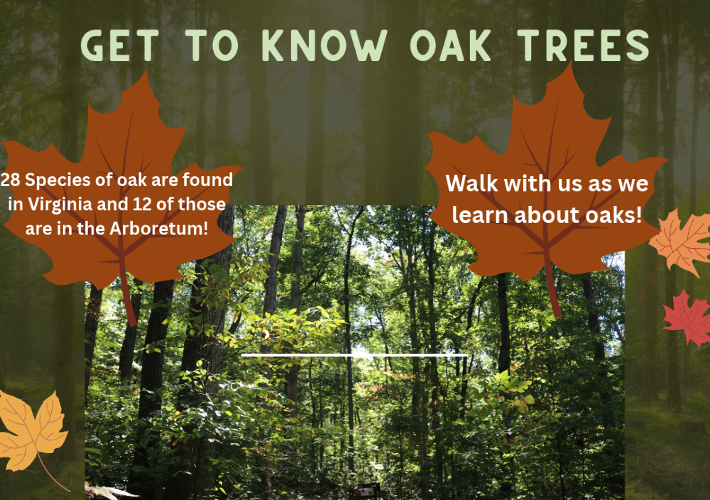 Walk: Getting to Know Oak Trees